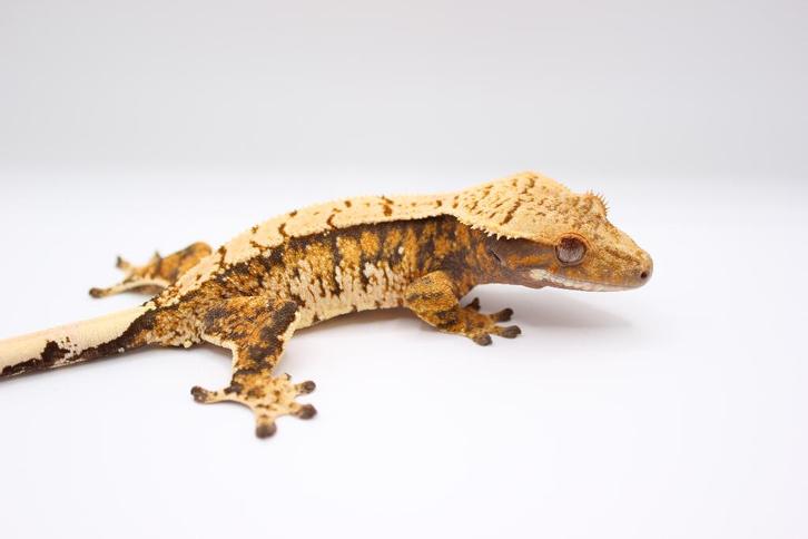 Wimpergekko/Crested Gecko/Correlophus Ciliatus