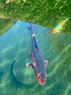 Koi karper, Karper of Koi