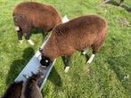 Dek rammen, Dieren en Toebehoren, Mannelijk, Schaap