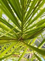 Phoenix Palm 250 cm, 100 tot 250 cm, Zomer, Palmboom, Ophalen
