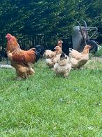 Toom- Brahma buff columbia 3:1, Meerdere dieren, Kip