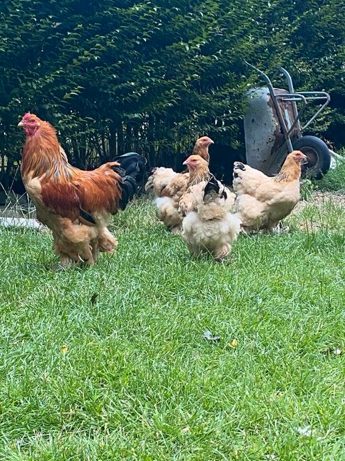 Toom- Brahma buff columbia 3:1, Dieren en Toebehoren, Pluimvee, Kip, Meerdere dieren