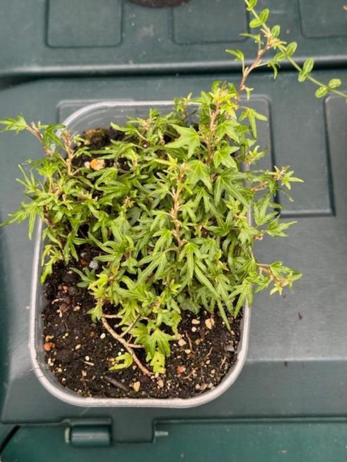 mini hedera in fruitbakje, Tuin en Terras, Planten | Tuinplanten, Vaste plant, Klimplanten, Halfschaduw, Bloeit niet, Ophalen