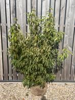 Cornus kousa Kornoelje in soorten leverbaar tot 250 cm hoog, Ophalen, Overige soorten, Struik, 100 tot 250 cm