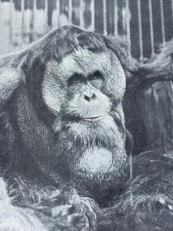 1913 Orang oetan - Dierentuin Amsterdam - U N I E K beschikbaar voor biedingen