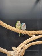 Bewezen broedkoppel muisparkiet blauw monniksparkiet, Meerdere dieren, Parkiet, Tam