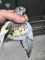 2 prachtige bourks mannen, Mannelijk, Parkiet