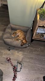 Nieuw huisje gezocht, Dieren en Toebehoren, 15 weken tot 1 jaar, Reu, Parvo, Eén hond