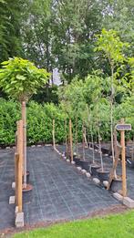 fruitbomen in pot: SCHERPE AANBIEDING, Tuin en Terras, Planten | Bomen, Overige soorten, Lente, 100 tot 250 cm, Ophalen