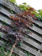 Japanse Esdoorn Acer Rubrum, Tuin en Terras, Planten | Bomen, Ophalen, Bloeit niet, Halfschaduw, Overige soorten