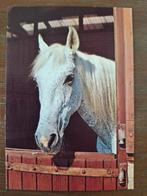 Dieren - Paard, Ophalen of Verzenden, Ongelopen, Paard