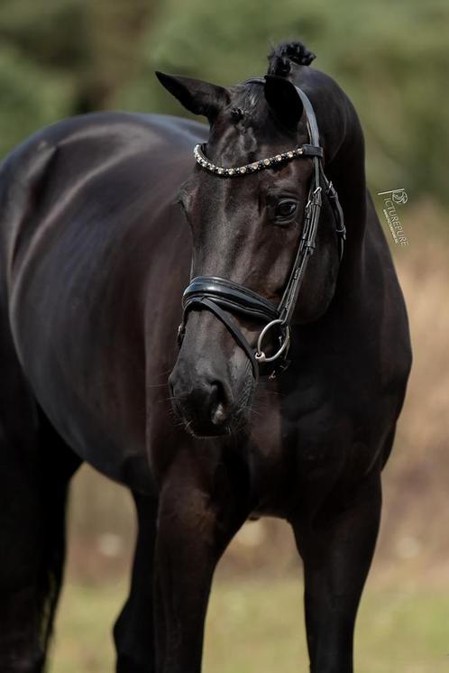 Prachtige 7 jr  merrie jazz x rhodium, Dieren en Toebehoren, Paarden, Merrie, B, 165 tot 170 cm, 3 tot 6 jaar, Dressuurpaard, Met stamboom