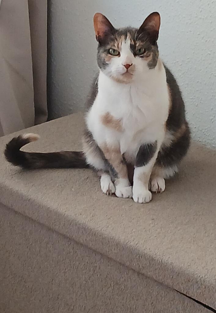 poes, Dieren en Toebehoren, Katten en Kittens | Raskatten | Korthaar, Poes, 6 jaar of ouder, Gechipt