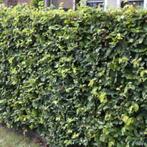 OP ZOEK NAAR EEN MOOIE BEUKENHAAG?? DAT KAN AL VANAF € 0.80, Tuin en Terras, Planten | Struiken en Hagen, Ophalen of Verzenden