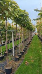 Catalpa nana, Tuin en Terras, Planten | Bomen, In pot, Bolboom, Ophalen