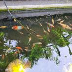 Shubinkin vis goudvis koi, Dieren en Toebehoren, Vissen | Vijvervissen, Goudvis(sen)