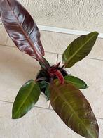 Mooie philodendron in herfstkleuren compleet met mand, Ophalen, Halfschaduw, In pot, Minder dan 100 cm