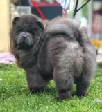 Chow Chow puppies FCI, Particulier, Rabiës (hondsdolheid), 15 weken tot 1 jaar, Overige rassen