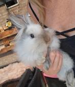 Lieve teddy leeuwenkop voedster rhon 11/03/25, Dieren en Toebehoren, Konijnen, Vrouwelijk, Dwerg, 0 tot 2 jaar