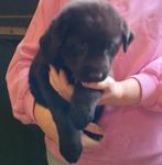 Liesje, Labrador X Keeshond pup teef, Nederland, Parvo, 8 tot 15 weken, Teef