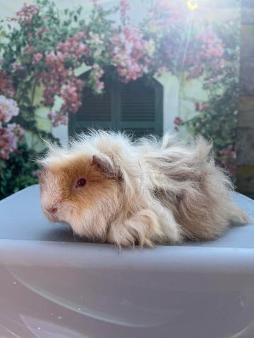 Alpaca cavia zeugje beschikbaar voor biedingen
