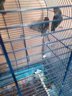 Koppel kanaries zwart/rood, Dieren en Toebehoren, Vogels | Kanaries, Meerdere dieren, Kleurkanarie