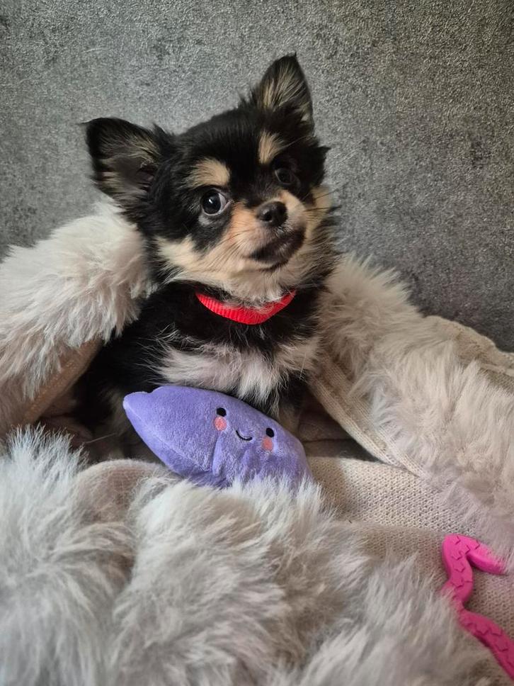 Prachtig pomchi meisje mag nu verhuizen, Dieren en Toebehoren, Honden | Chihuahua's en Gezelschapshonden, Teef, Chihuahua, Particulier