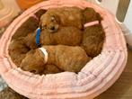 mini labradoodle pups  mini doodle puppy’s, Dieren en Toebehoren, Parvo, Overige rassen, 8 tot 15 weken, Meerdere