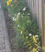 Dahlia knollen, Ophalen of Verzenden, Volle zon, Knol