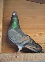 Trabzon tepeli güvercini / anatolische ringslager, Dieren en Toebehoren, Vogels | Duiven, Meerdere dieren, Overige soorten