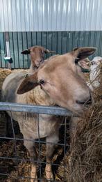 Coburger Fuchs * BoerenTexelaar ooi, Dieren en Toebehoren, Schapen, Geiten en Varkens, Vrouwelijk, Schaap