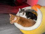 Rode kater cypers + zwart wit kater, Dieren en Toebehoren, Kater, Ontwormd, 3 tot 5 jaar