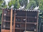 Hoogvlieger Pakistaanse duiven, Dieren en Toebehoren, Vogels | Duiven, Meerdere dieren