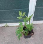 Anemone hupehensis, Volle zon, Vaste plant, Zomer, Ophalen