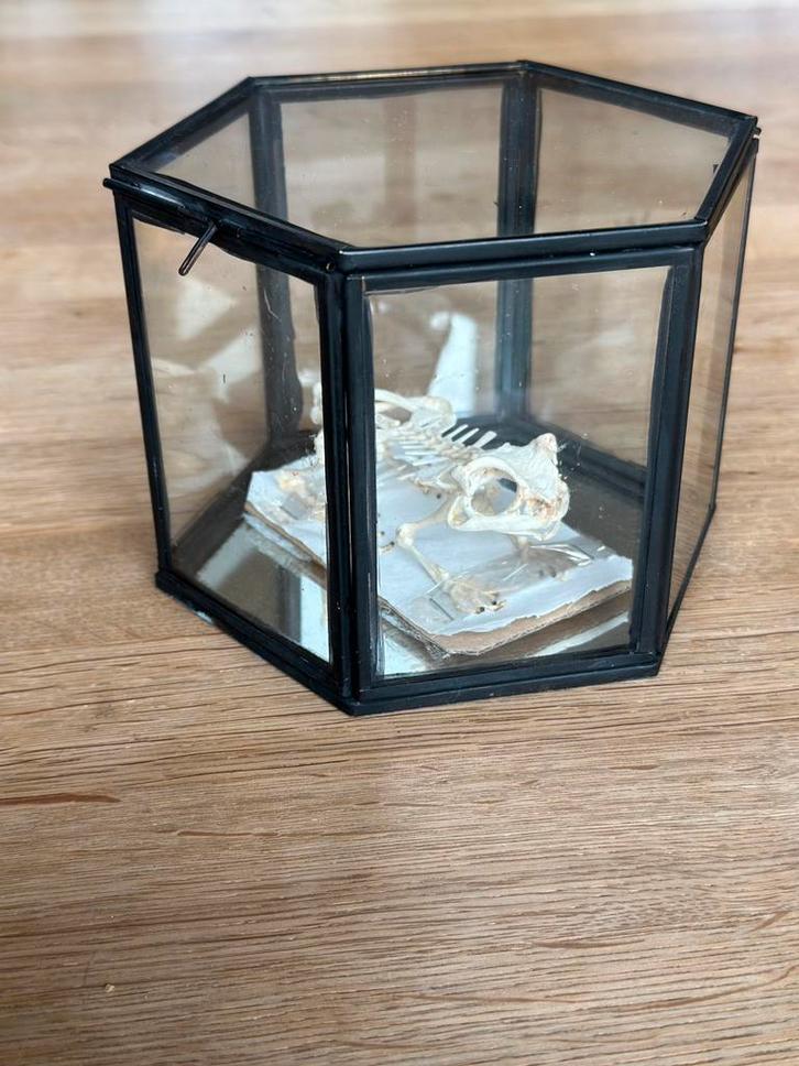 Taxidermie, Javaanse pad, Duttaphrynus melanostictus, Verzamelen, Overige Verzamelen, Zo goed als nieuw, Ophalen of Verzenden