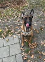 Herdershond, Ophalen of Verzenden