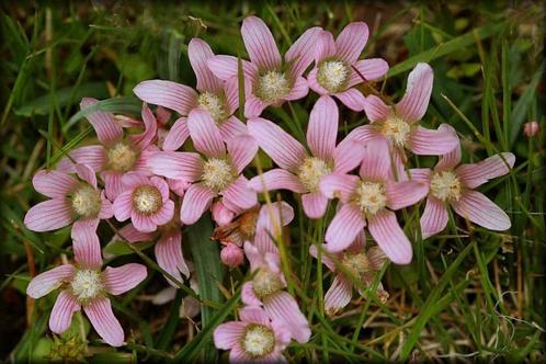 vijverplanten, zuurstofplanten, waterlele`s, Tuin en Terras, Planten | Tuinplanten, Vijverplanten, Volle zon, Zomer, Ophalen of Verzenden