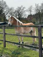 6 jarige sportieve haflinger Ruin 1,53, Dieren en Toebehoren, Pony's, E pony (1.48m - 1.57m), Gechipt, Ruin, 3 tot 6 jaar