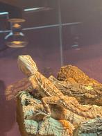 Dwergbaardagaam met terrarium en onderkastje, Dieren en Toebehoren, Overige soorten, Met terrarium, 0 tot 2 jaar