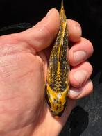 Prachtige ginrin kois !! (Glinsterend), Karper of Koi