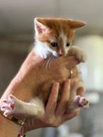 Mooi en lief katertje zoekt een nieuw huisje., Meerdere dieren