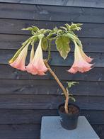 Brugmansia 'Katrin Bonte' - Engelentrompet (nr 1), Ophalen, Zomer, Overige soorten, Volle zon