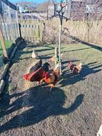 2 prachtige hanen, Dieren en Toebehoren, Mannelijk, Kip