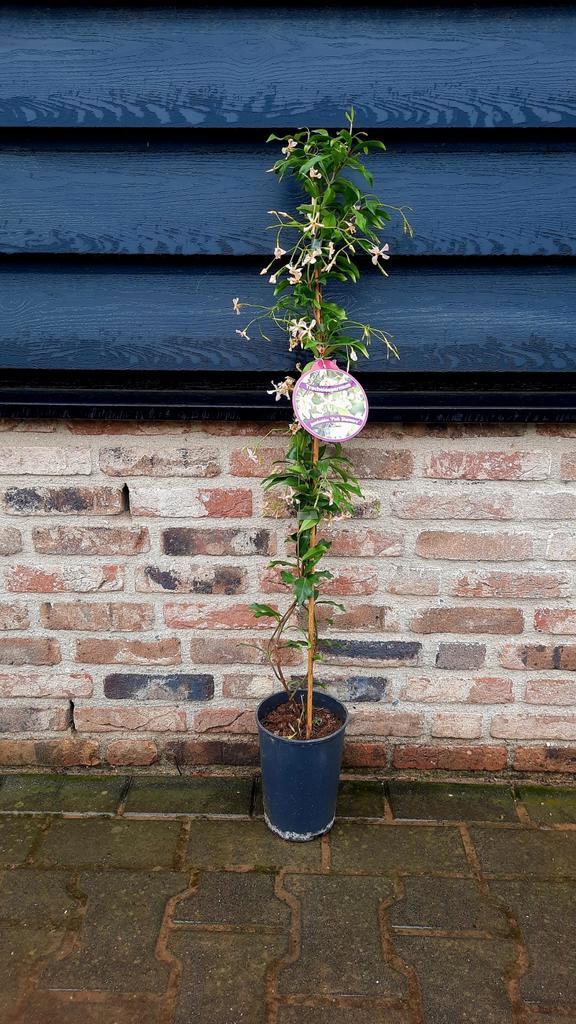 Toscaanse jasmijn Trachelospermum  'Pink Showers'🌺 Roze, Tuin en Terras, Planten | Struiken en Hagen, Overige soorten, 100 tot 250 cm