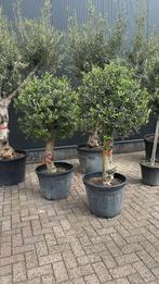 Olijfbomen dikke stam 180cm ,,PROMO”, 100 tot 250 cm, Olijfboom, Zomer, Ophalen