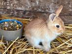 7 jonge baby konijntjes (nog 3 beschikbaar), Dieren en Toebehoren, Meerdere dieren, Klein, 0 tot 2 jaar