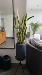 Grote sanseveria., Huis en Inrichting, Kamerplanten, Ophalen, Vetplant, Halfschaduw, Minder dan 100 cm