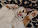Kitten/kat gevonden Dordrecht, Kat