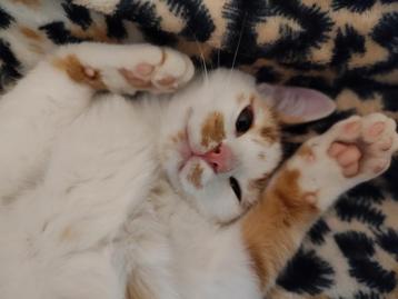 Kitten/kat gevonden Dordrecht  beschikbaar voor biedingen