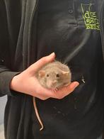 Lieve jonge ratjes, Dieren en Toebehoren, Januari, Meerdere dieren, Rat